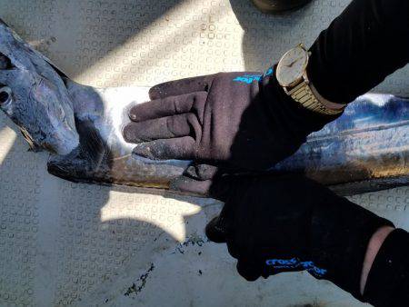 遊漁船 ニライカナイ 釣果