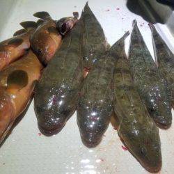 Magic(マジック) 釣果