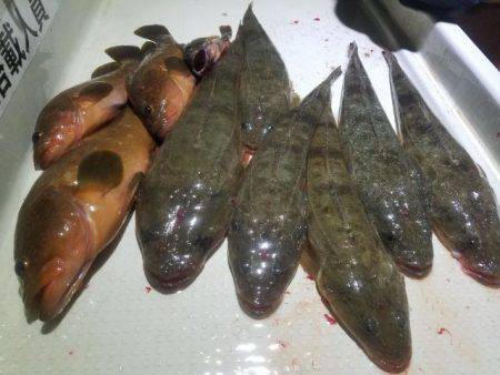 Magic(マジック) 釣果