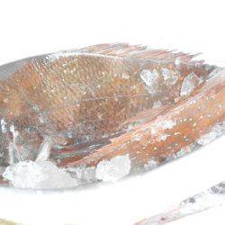 こうゆう丸 釣果