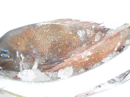 こうゆう丸 釣果