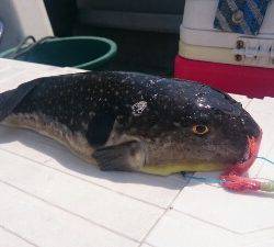 IDATEN(イダテン) 釣果