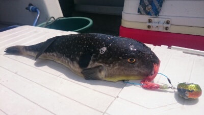 IDATEN(イダテン) 釣果