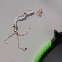 へいみつ丸 釣果