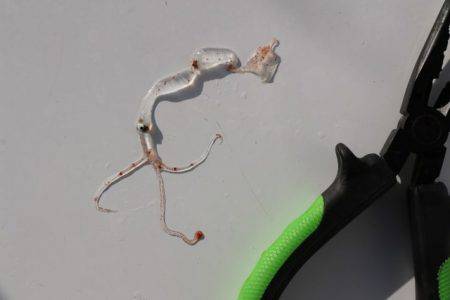 へいみつ丸 釣果