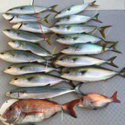 ミタチ丸 釣果