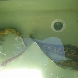 気仙沼　つり丸 釣果