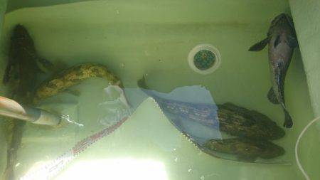 気仙沼　つり丸 釣果