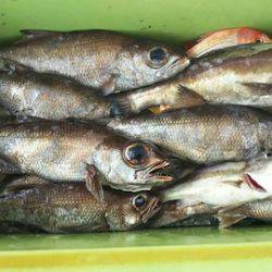 武勝丸（ぶしょうまる） 釣果