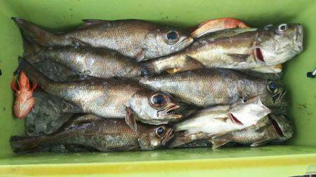 武勝丸（ぶしょうまる） 釣果