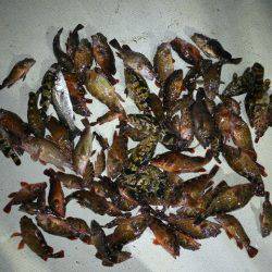 TOPGUN名古屋 釣果