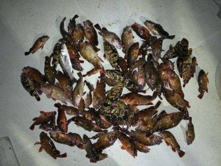 TOPGUN名古屋 釣果