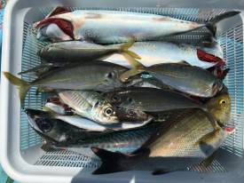 おざき丸 釣果