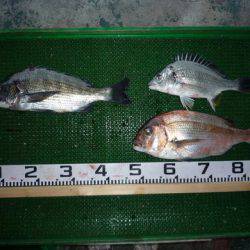 海山フィッシングセンター 釣果