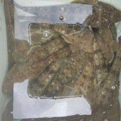 Magic(マジック) 釣果