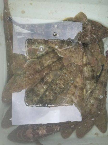 Magic(マジック) 釣果