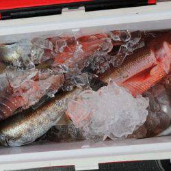 へいみつ丸 釣果