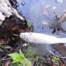 OLAHO　FISHING SPOT 釣果