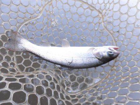 OLAHO　FISHING SPOT 釣果…