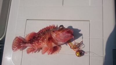 IDATEN（イダテン） 釣果