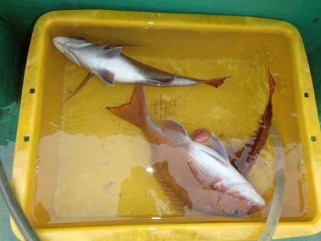 第二むつ漁丸 釣果