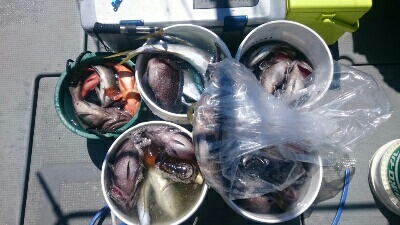 IDATEN（イダテン） 釣果