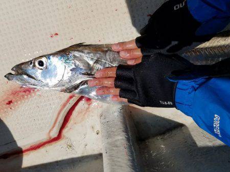 遊漁船 ニライカナイ 釣果