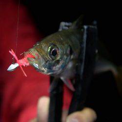 激渋コンディションに対応せよ！【失敗しないアジング&メバリング用ジグヘッド】