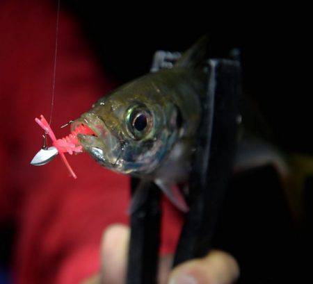 激渋コンディションに対応せよ！【失敗しないアジング&メバリング用ジグヘッド】