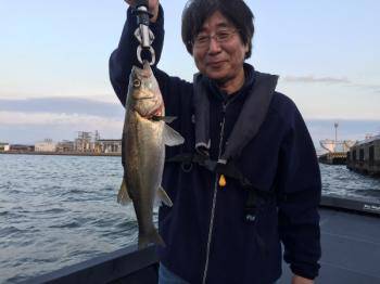 シーマジカル 釣果