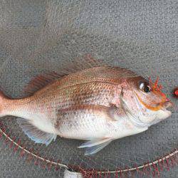 さんさん丸 釣果