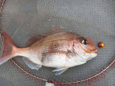 さんさん丸 釣果