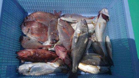 泉州丸 釣果