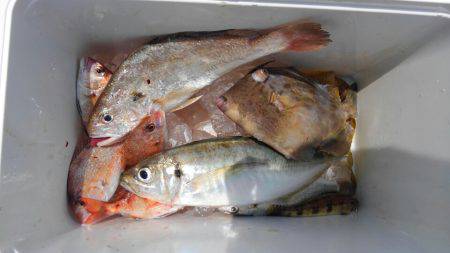 泉州丸 釣果