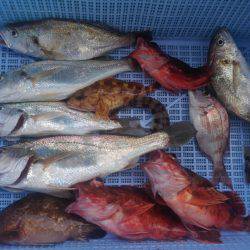 泉州丸 釣果