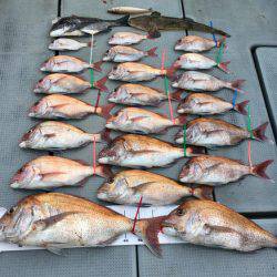 さんさん丸 釣果