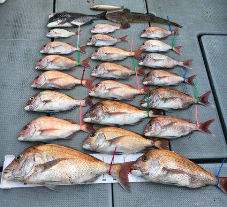 さんさん丸 釣果