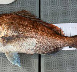 さんさん丸 釣果