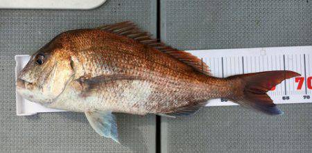 さんさん丸 釣果