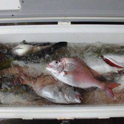 大進丸(新潟) 釣果