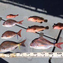 遊漁船高橋 釣果