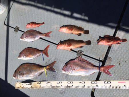 遊漁船高橋 釣果