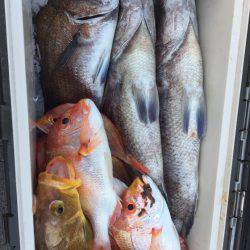 幸風（さちかぜ） 釣果