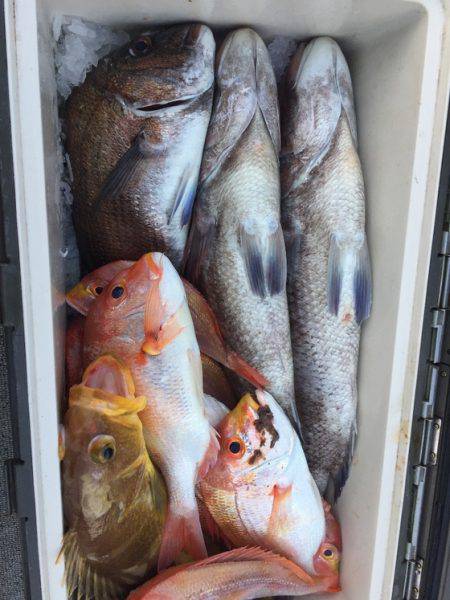 幸風（さちかぜ） 釣果