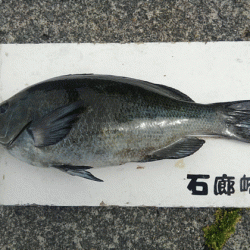 宮島丸 釣果