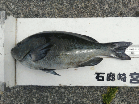 宮島丸 釣果