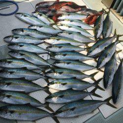 ふじしめ丸 釣果