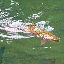 小菅トラウトガーデン 釣果