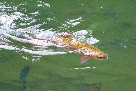 小菅トラウトガーデン 釣果