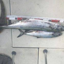 フィッシングガイド りょう 釣果